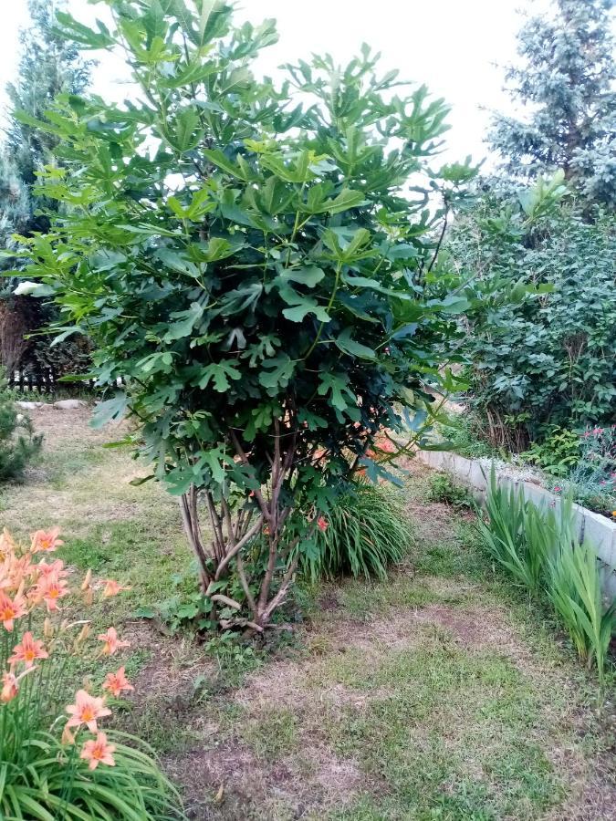 Guesthouse Smiljanic Slavkovica Kültér fotó